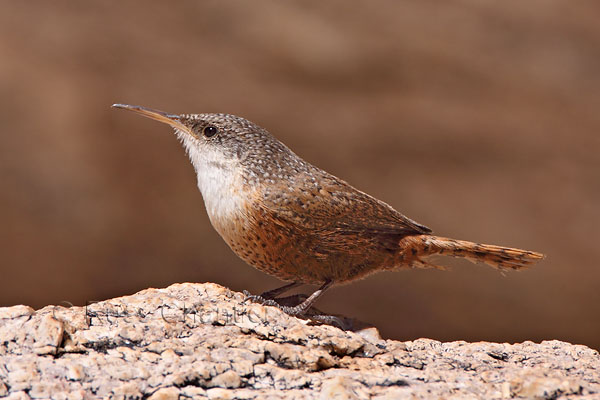 Canyon Wren © Russ Chantler